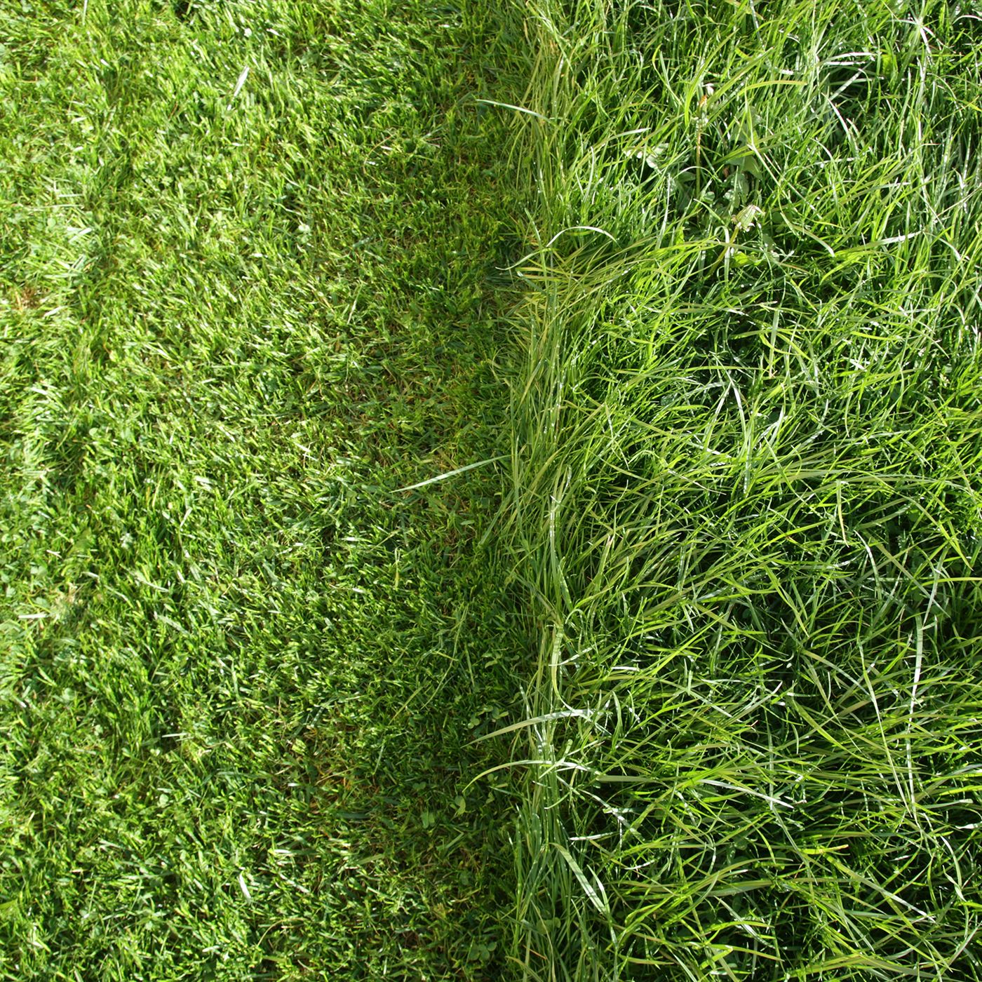 Mammotion LUBA 2 AWD: Höhe und dichte vom Gras